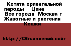 Котята ориентальной пароды  › Цена ­ 12 000 - Все города, Москва г. Животные и растения » Кошки   